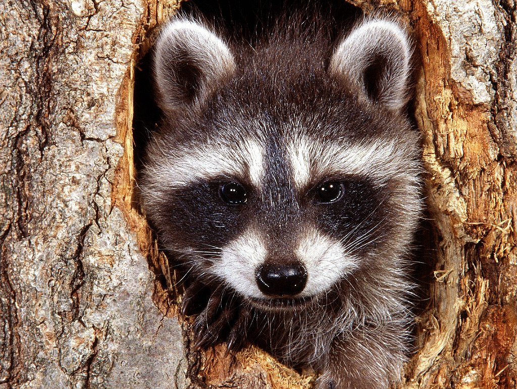 Natural Bandit, Raccoon